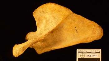 Media type: image;   Mammalogy 20043